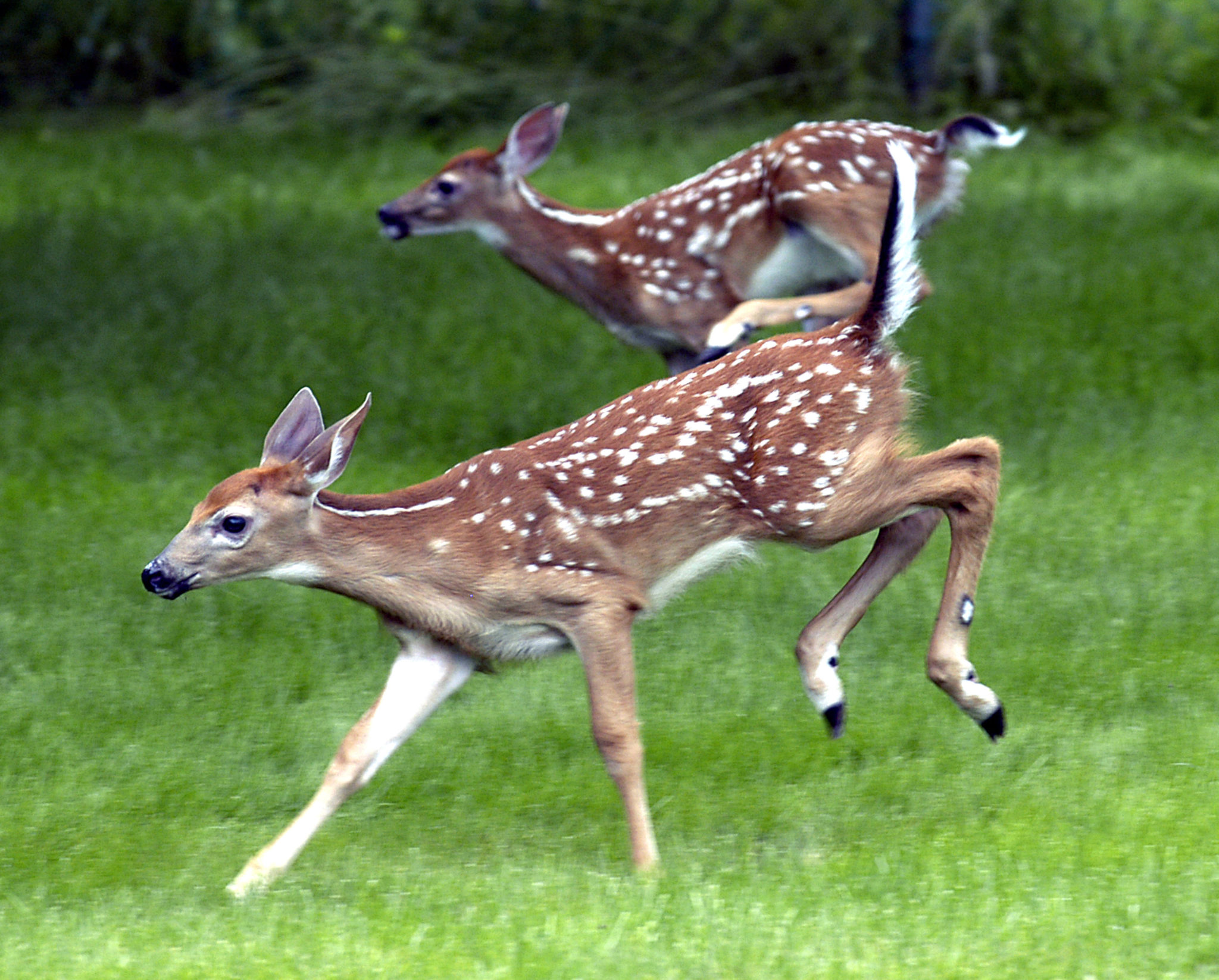 How to protect your yard against unwanted critters