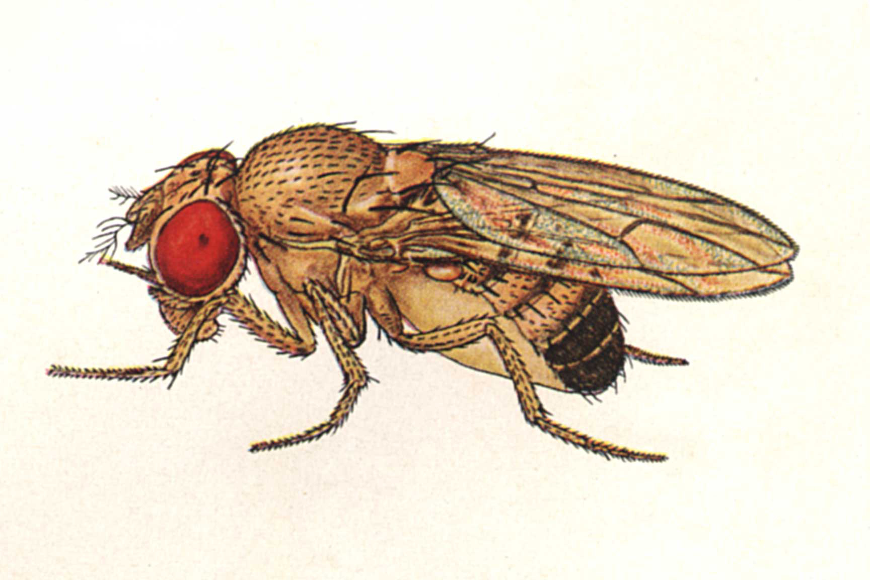 How to get rid of fruit flies