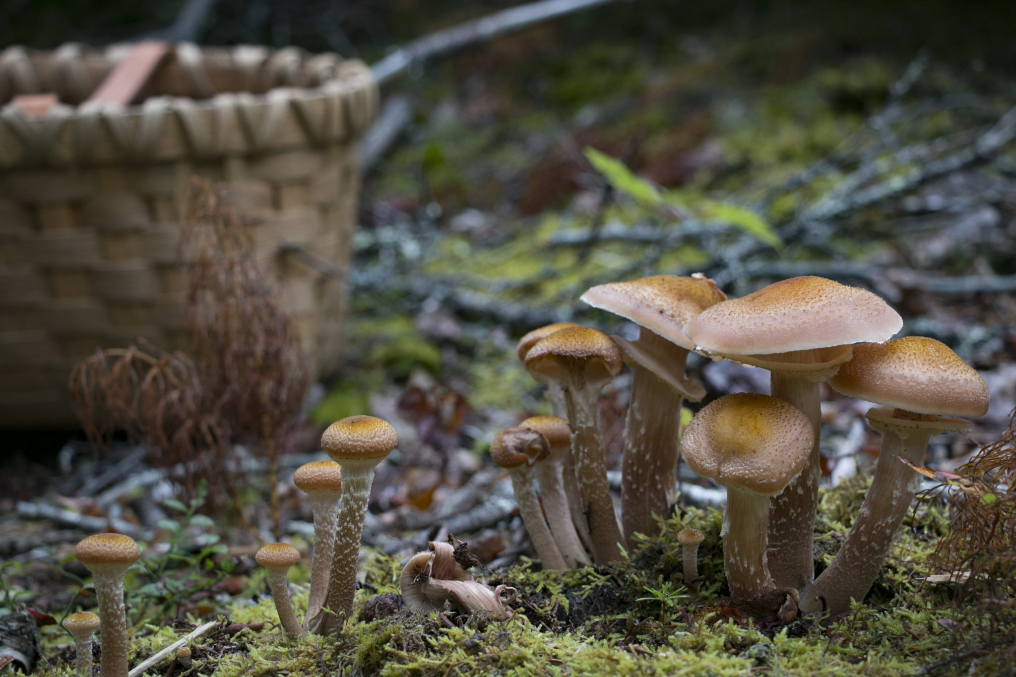 Honey mushrooms were abundant in the woods of Brooklin, Maine, on a trip out mushroom foraging with expert David Porter. |Aislinn Sarnacki