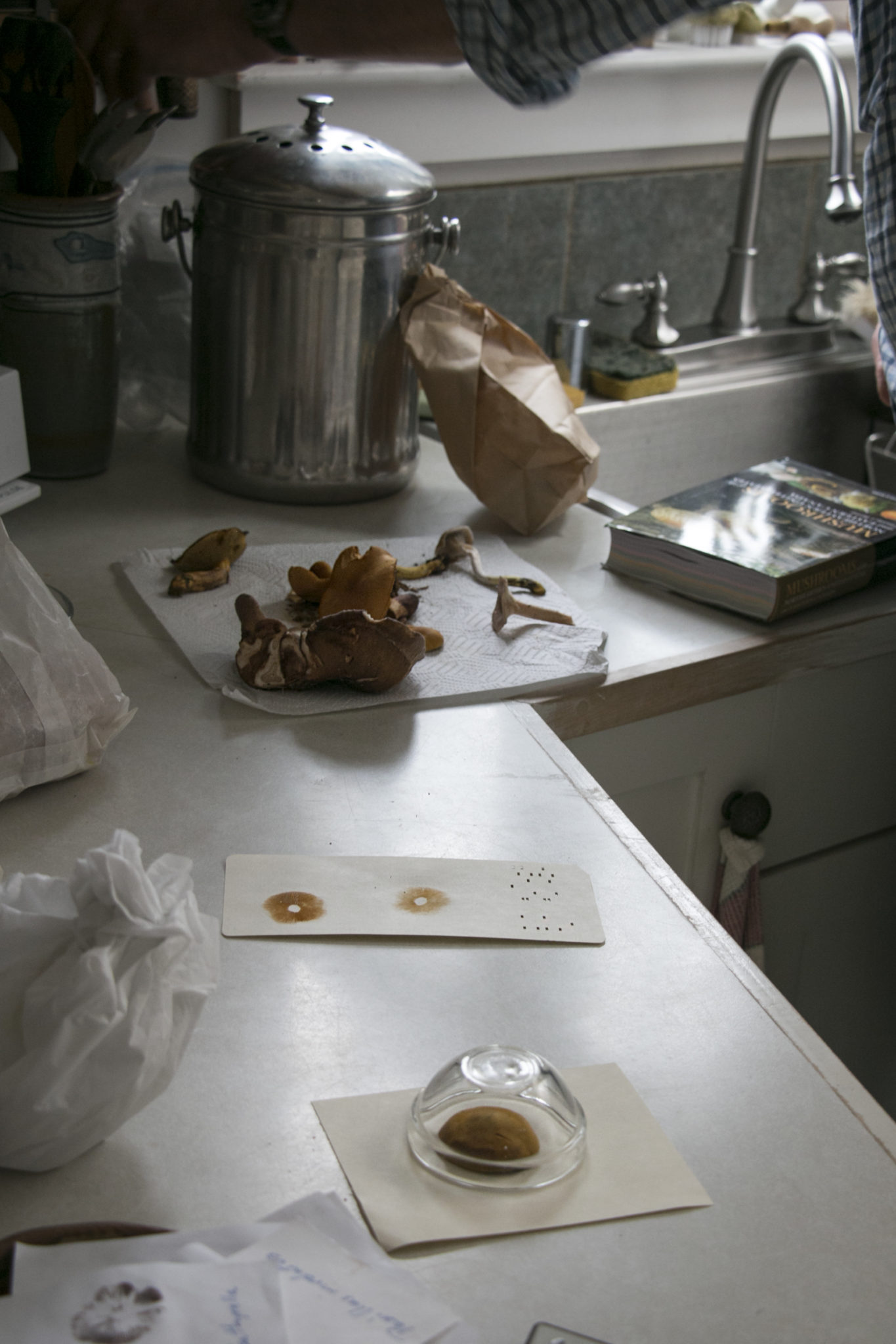 Former plant biology professor David Porter creates spore prints with wild mushrooms he has collected in the woods near his home while mushroom foraging. | Aislinn Sarnacki 