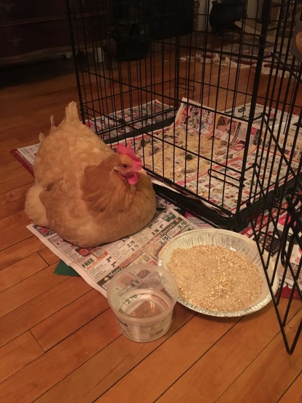 Goldie, a backyard chicken and family pet that lives in Orono, Maine, was brought inside her owners' house to stay warm during bitterly cold weather. | Lynn Curtis King
