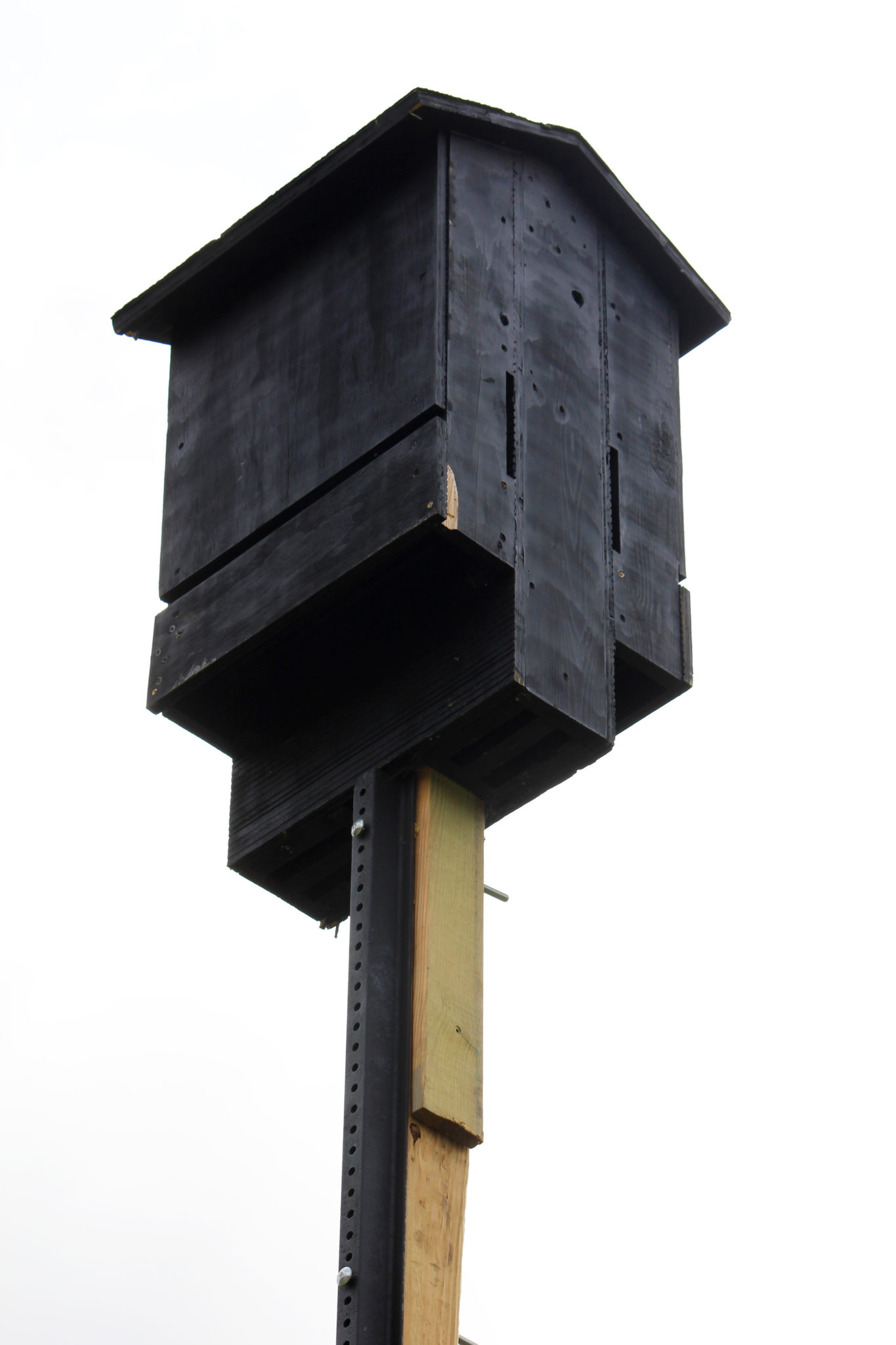 Best Way to Set Up a Bat House - Holland Bleady