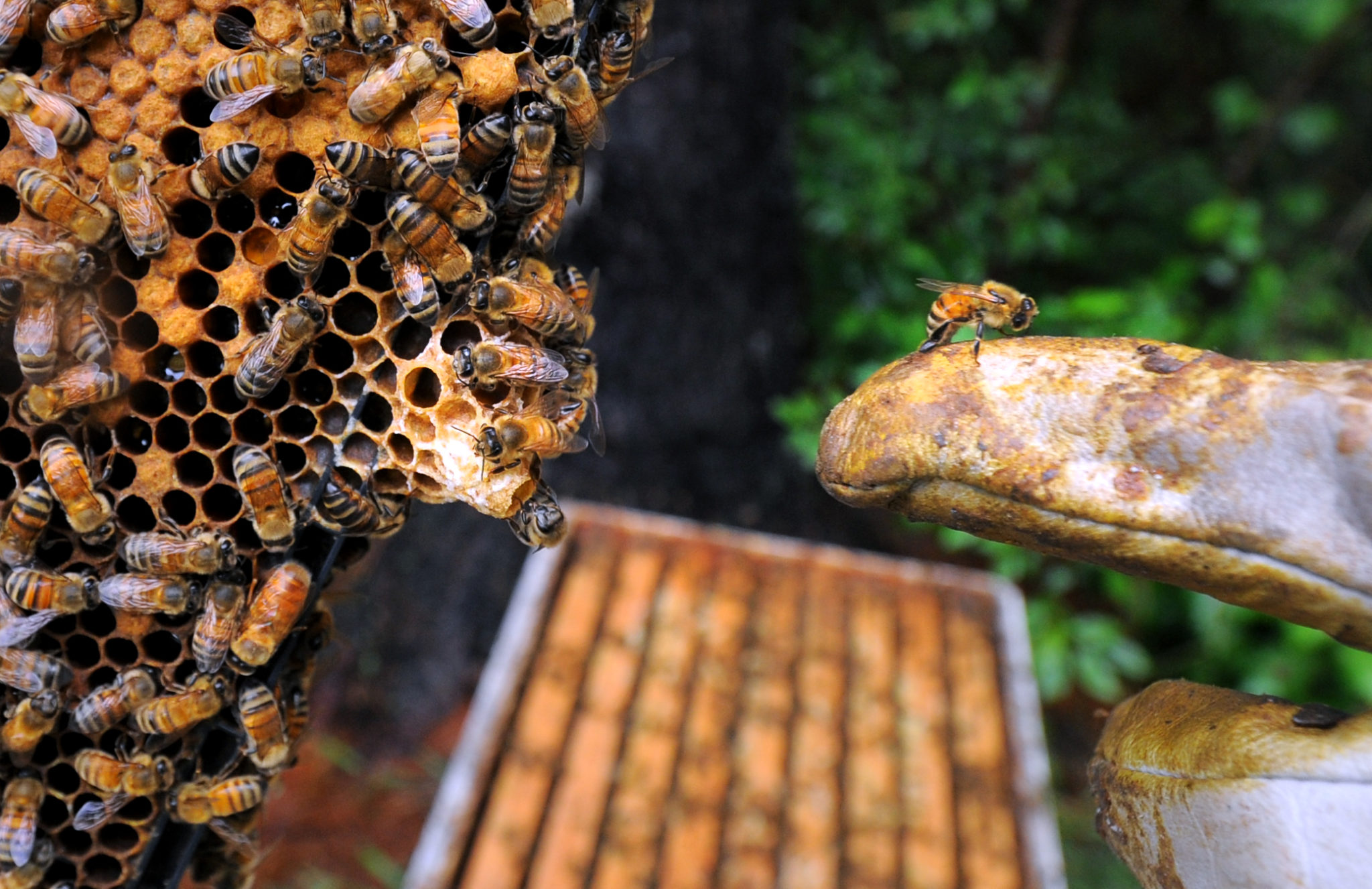 urban beginners beekeeping