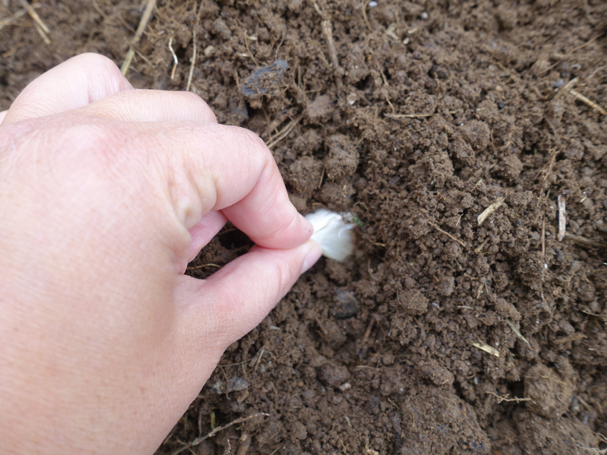 How to plant garlic in the fall | Hello Homestead