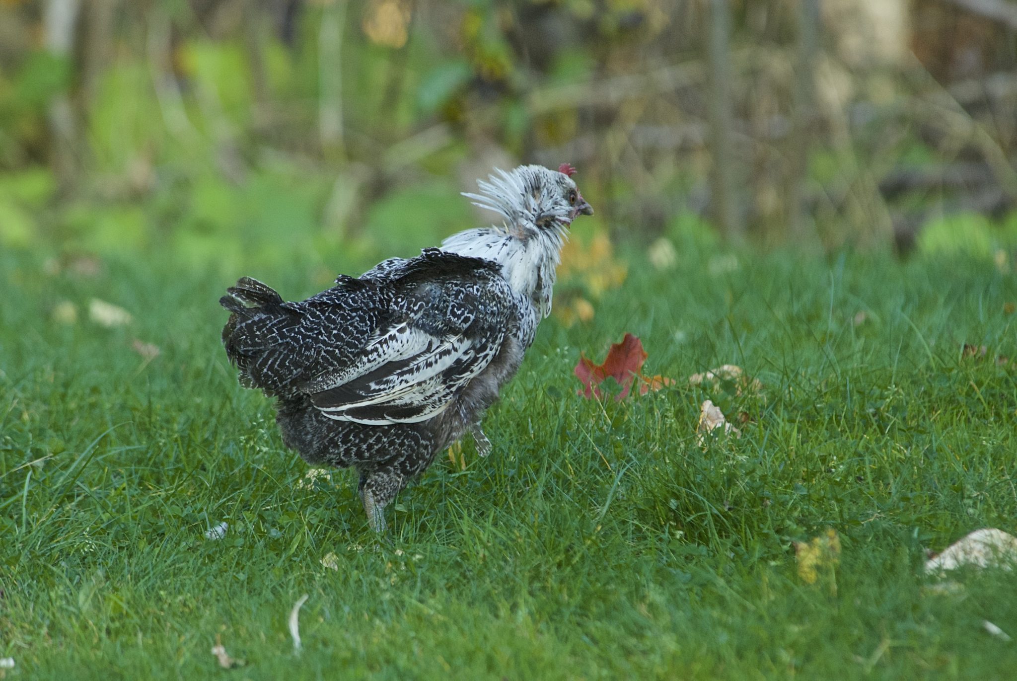 No, your chickens are not dying. It’s molting season.