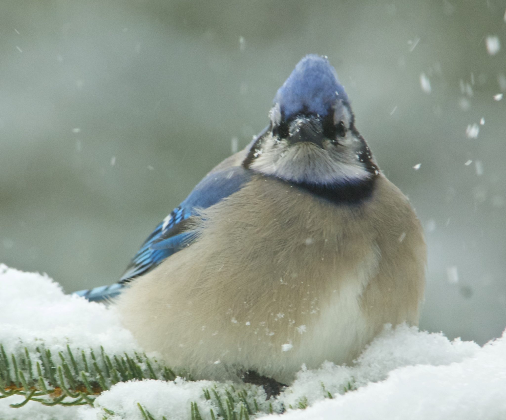 How to attract birds in the winter