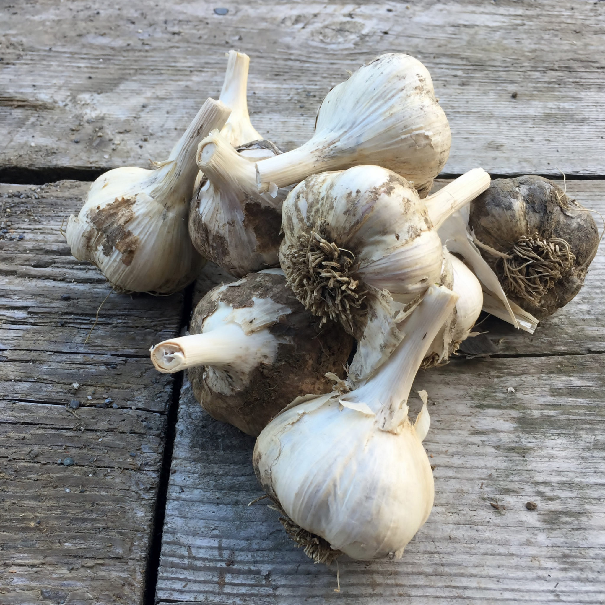 How to plant garlic in the fall