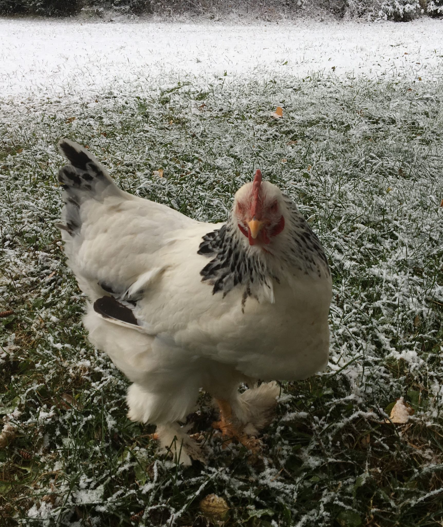10 Tips on Caring for Chickens in Cold Winter Weather ~ Homestead and Chill