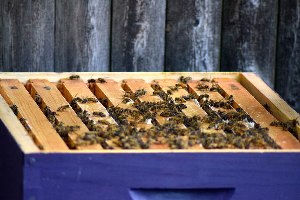 The relatively small scale of bee colonies makes urban beekeeping an ideal back-to-nature project for city dwellers. Here's how to start your first beehive.