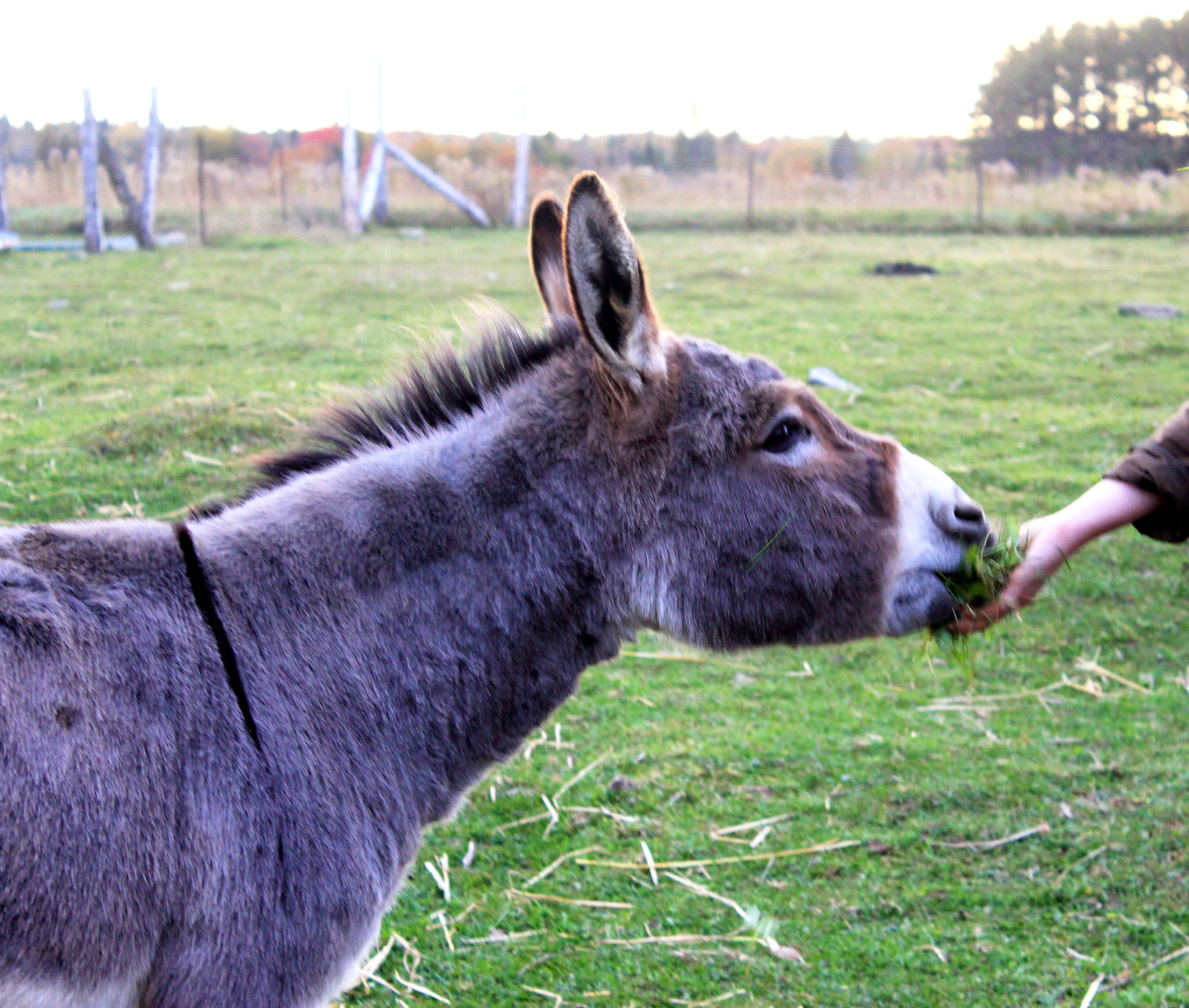 What are donkeys good for?