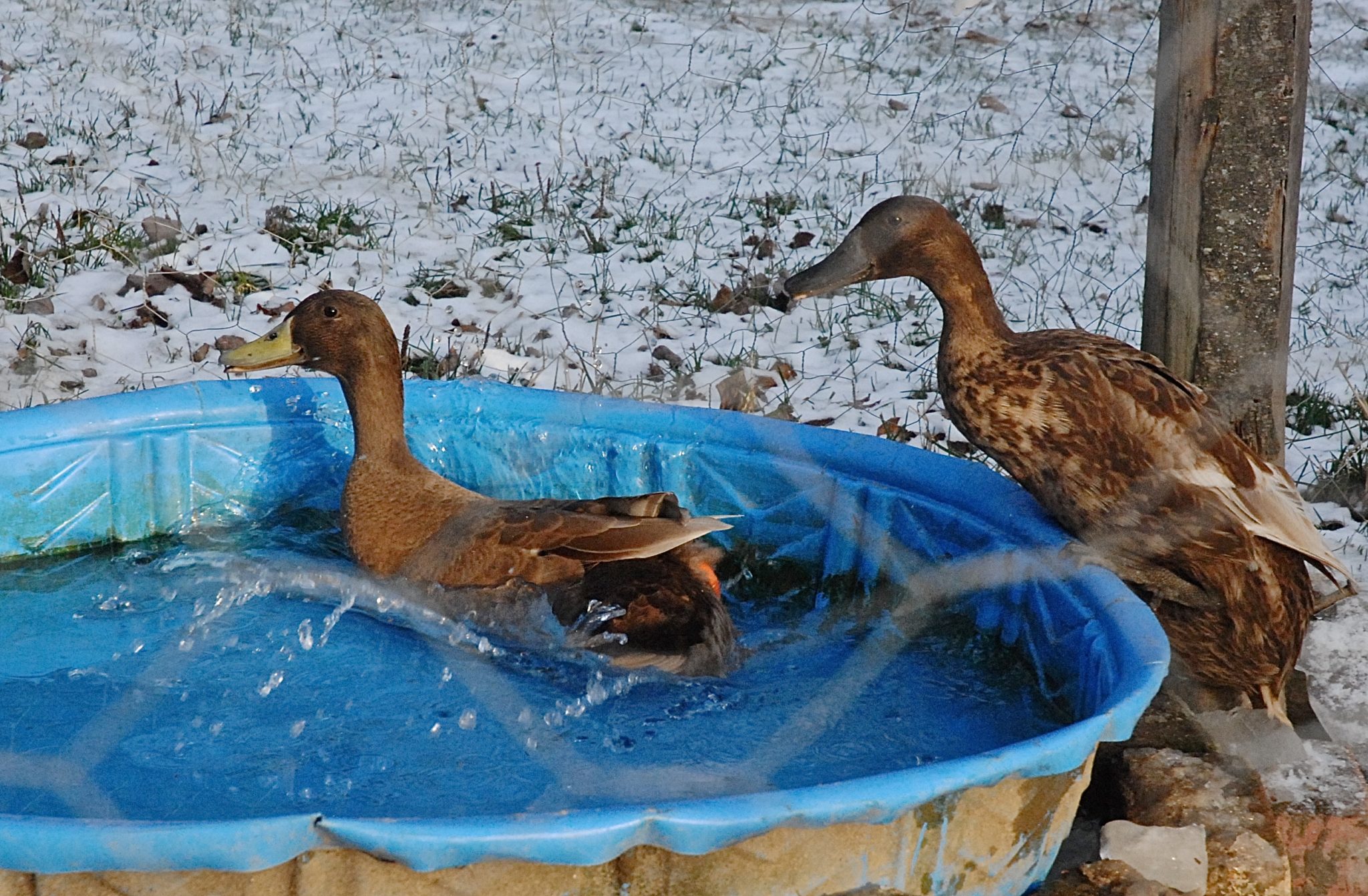 How to pick ducks for your homestead