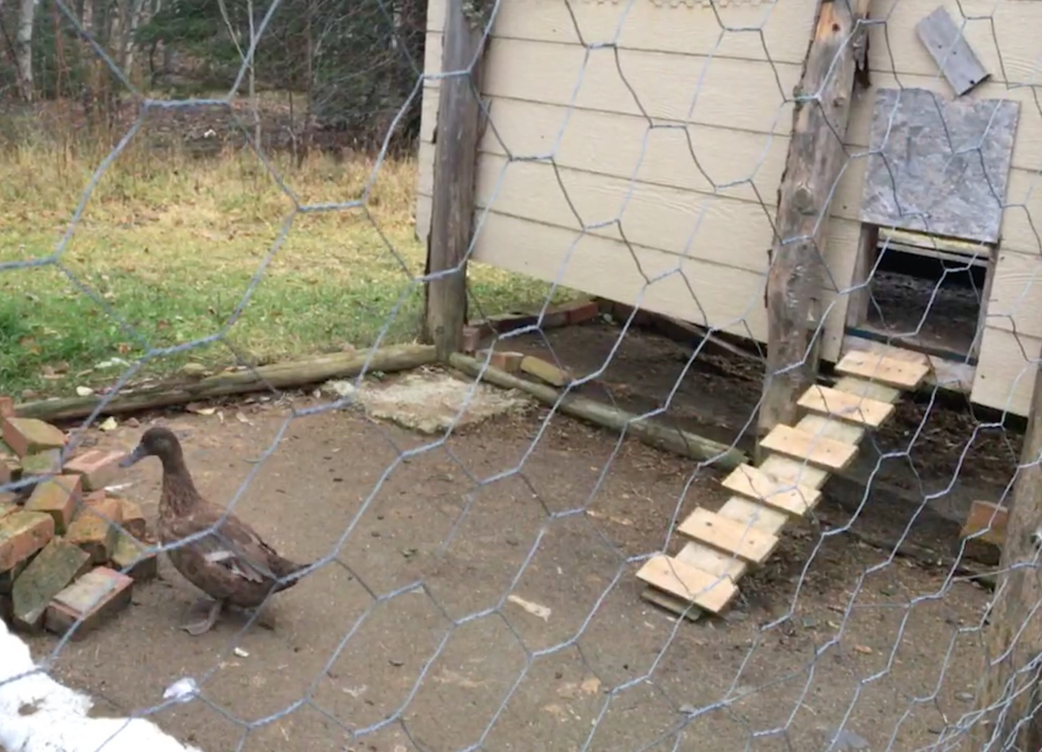 How To Build A Duck Coop Hello Homestead