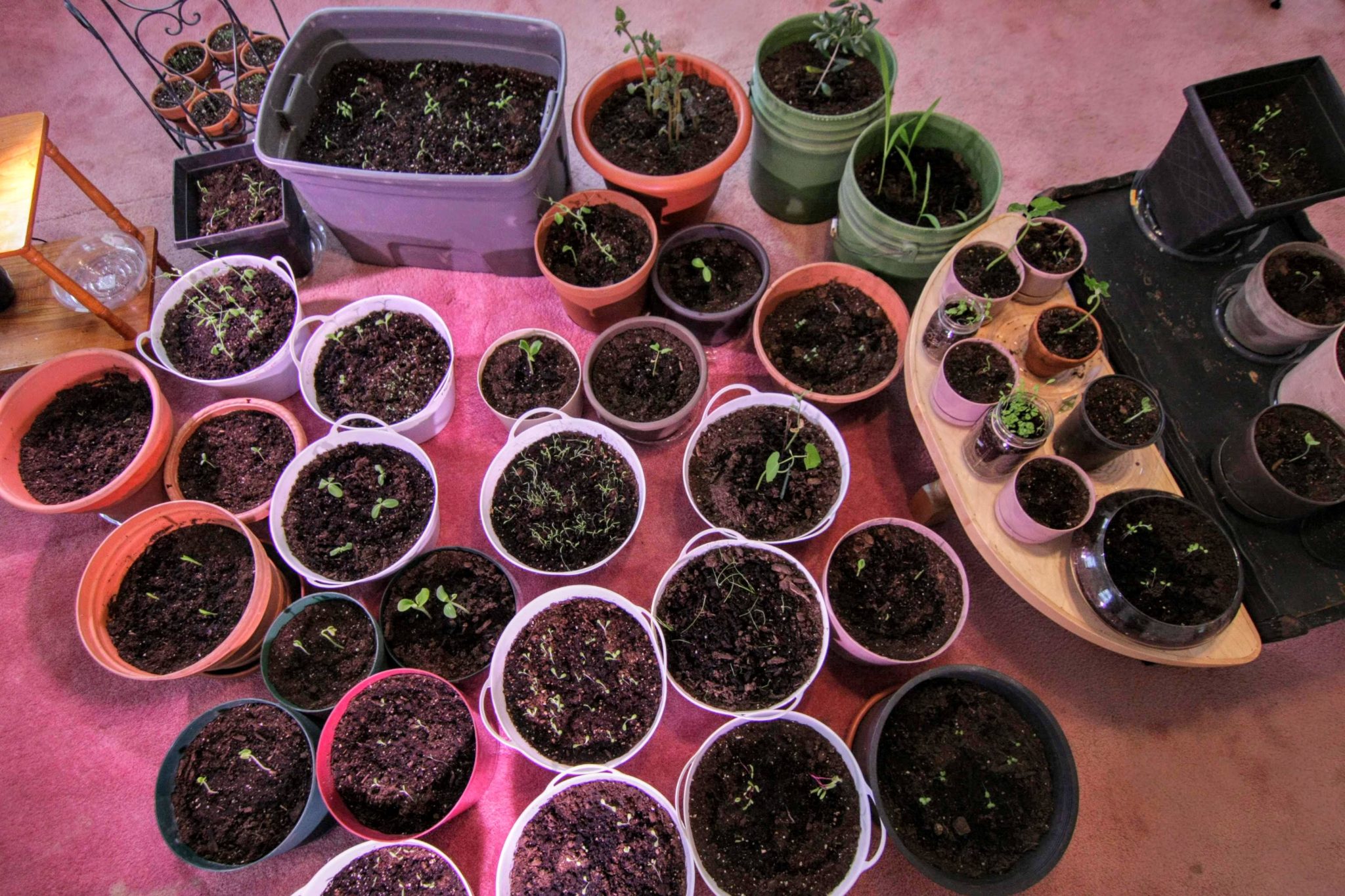 indoor vegetable garden