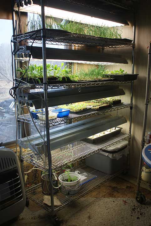 How to start an indoor vegetable garden