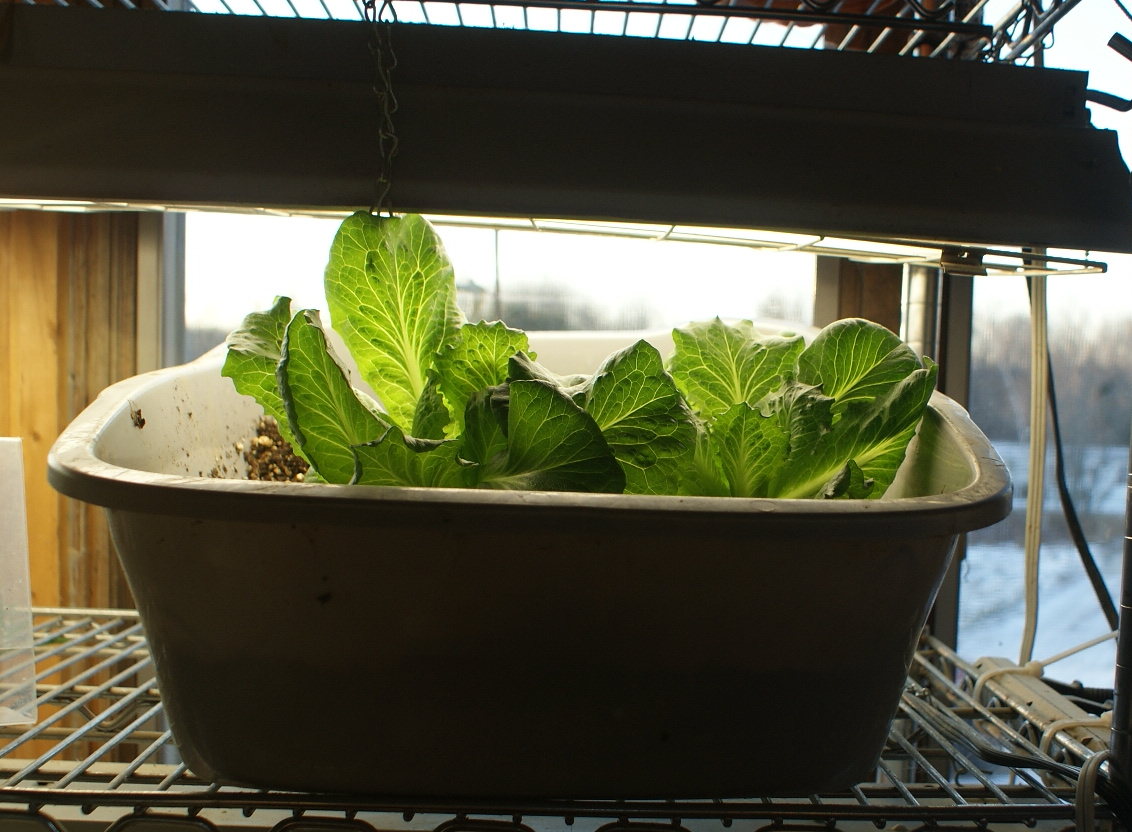 gardening indoors download free