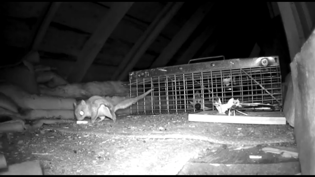 Flying Squirrels Removal - Squirrels in Attic