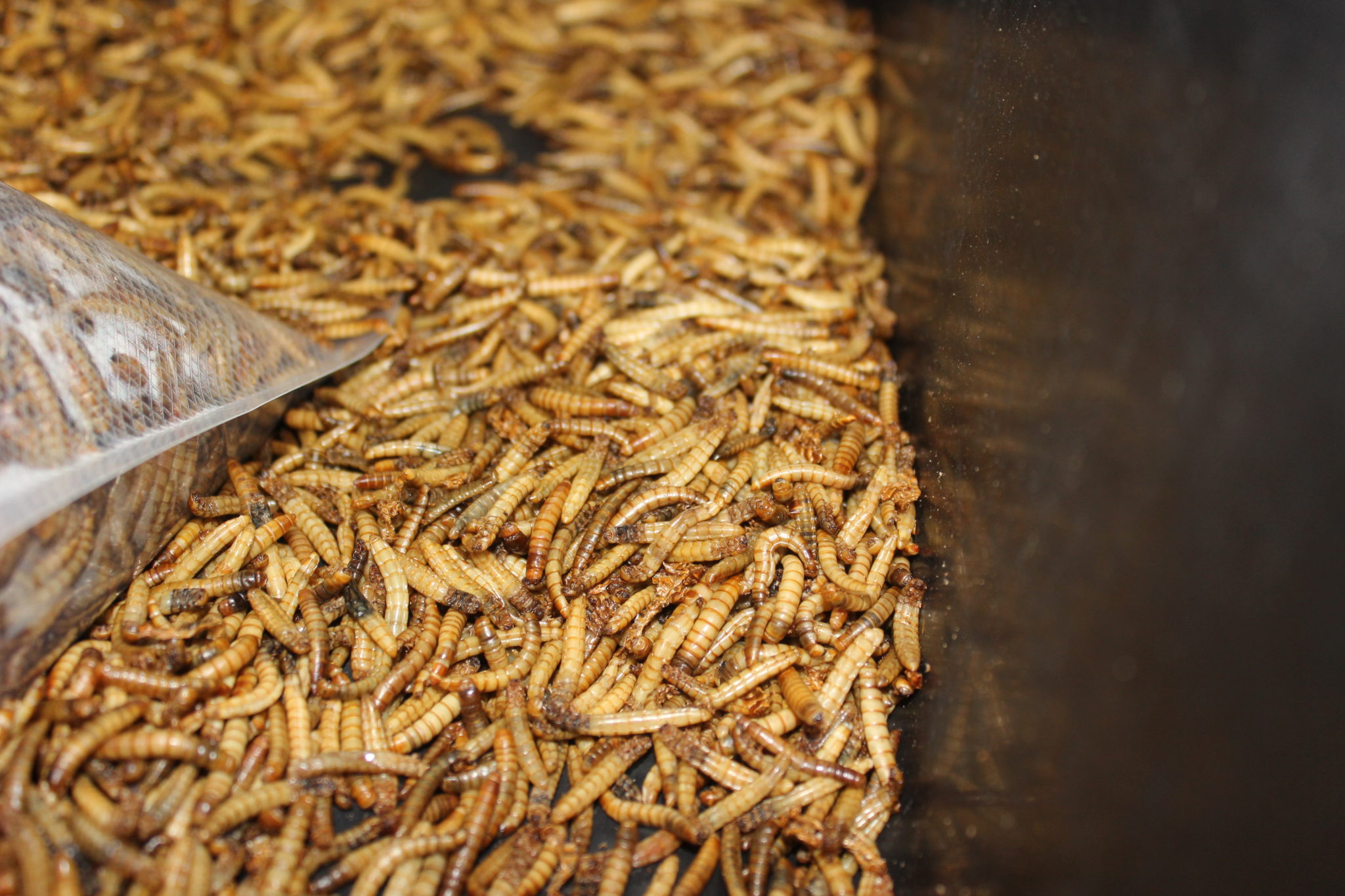 Mealworms: A basic introduction - Heritage Farm