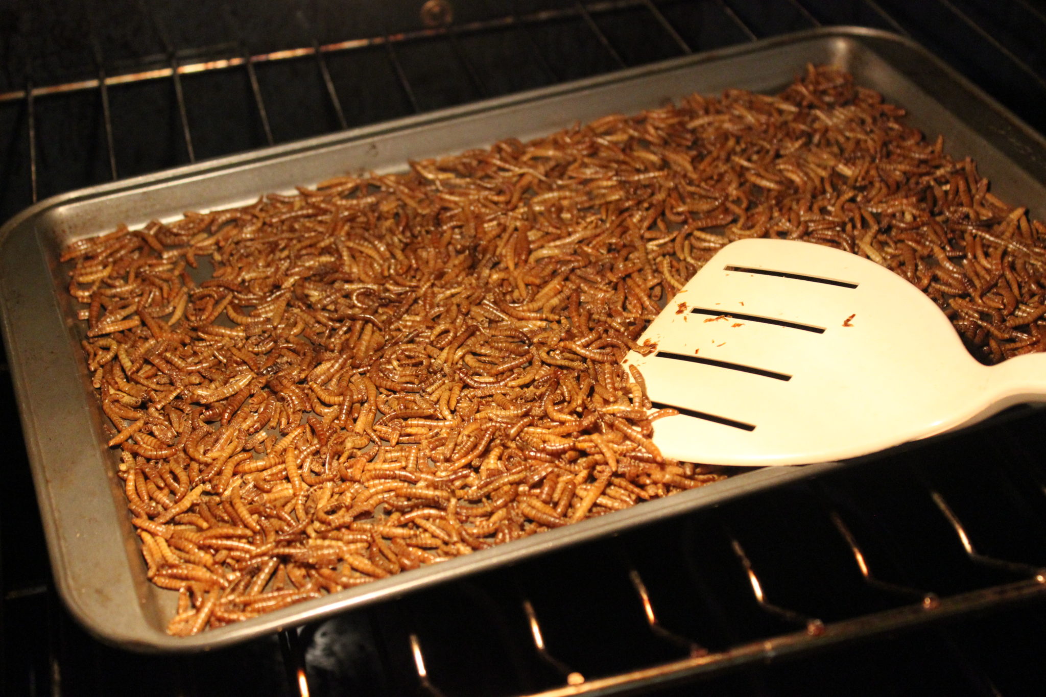 How To Make Mealworms Grow Faster at Melanie Brownell blog