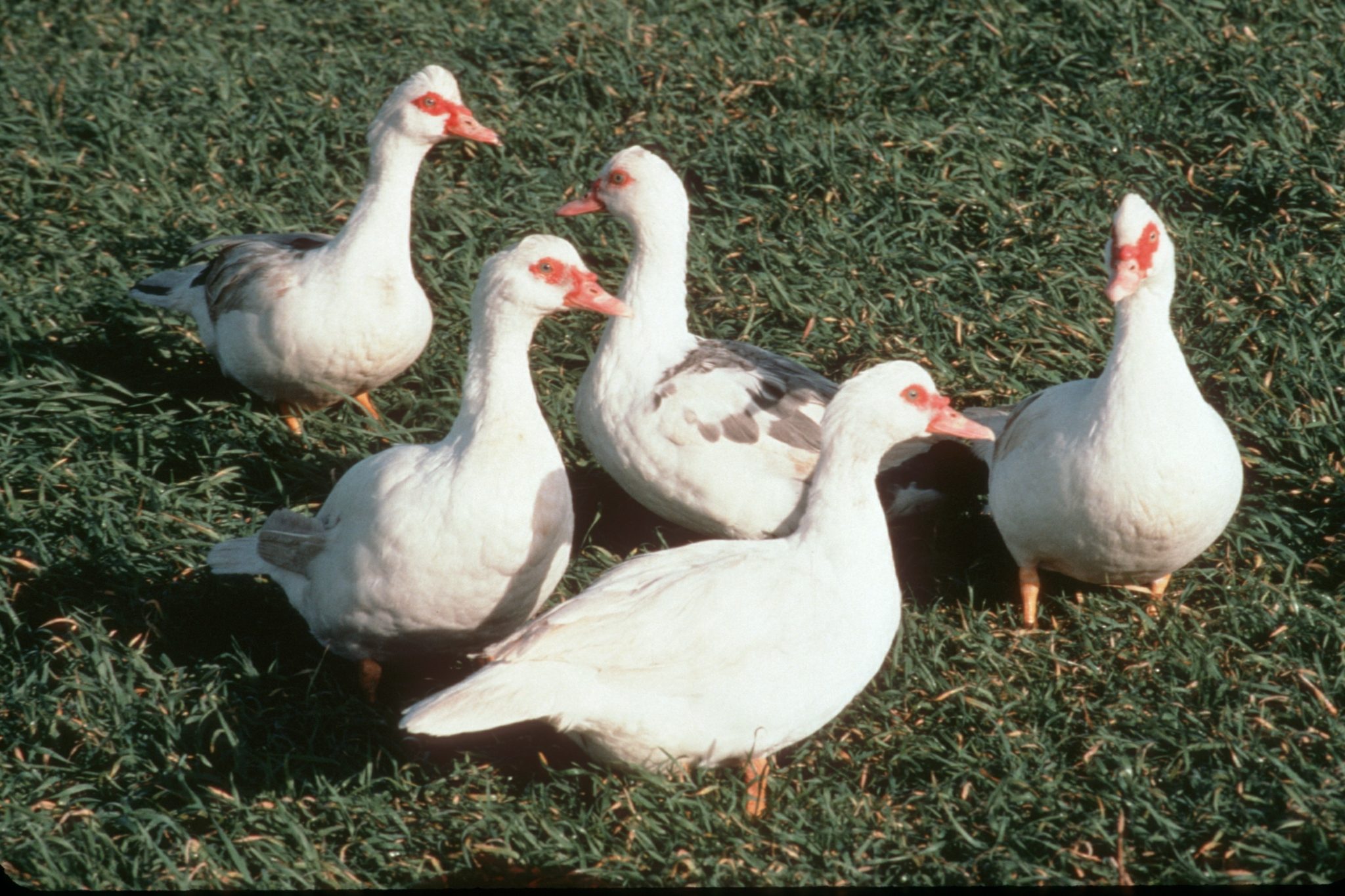 What is a Muscovy, and why you might want one