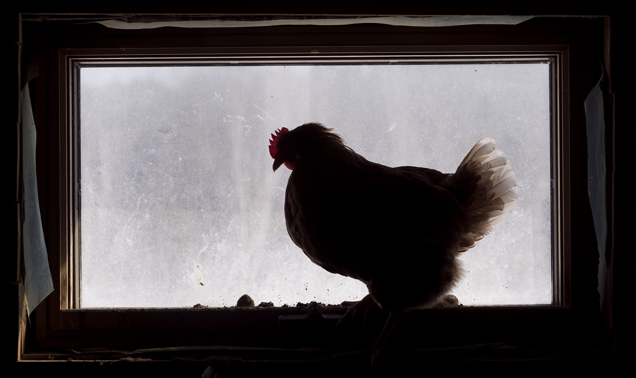 USDA launches program to help backyard poultry keepers with biosecurity