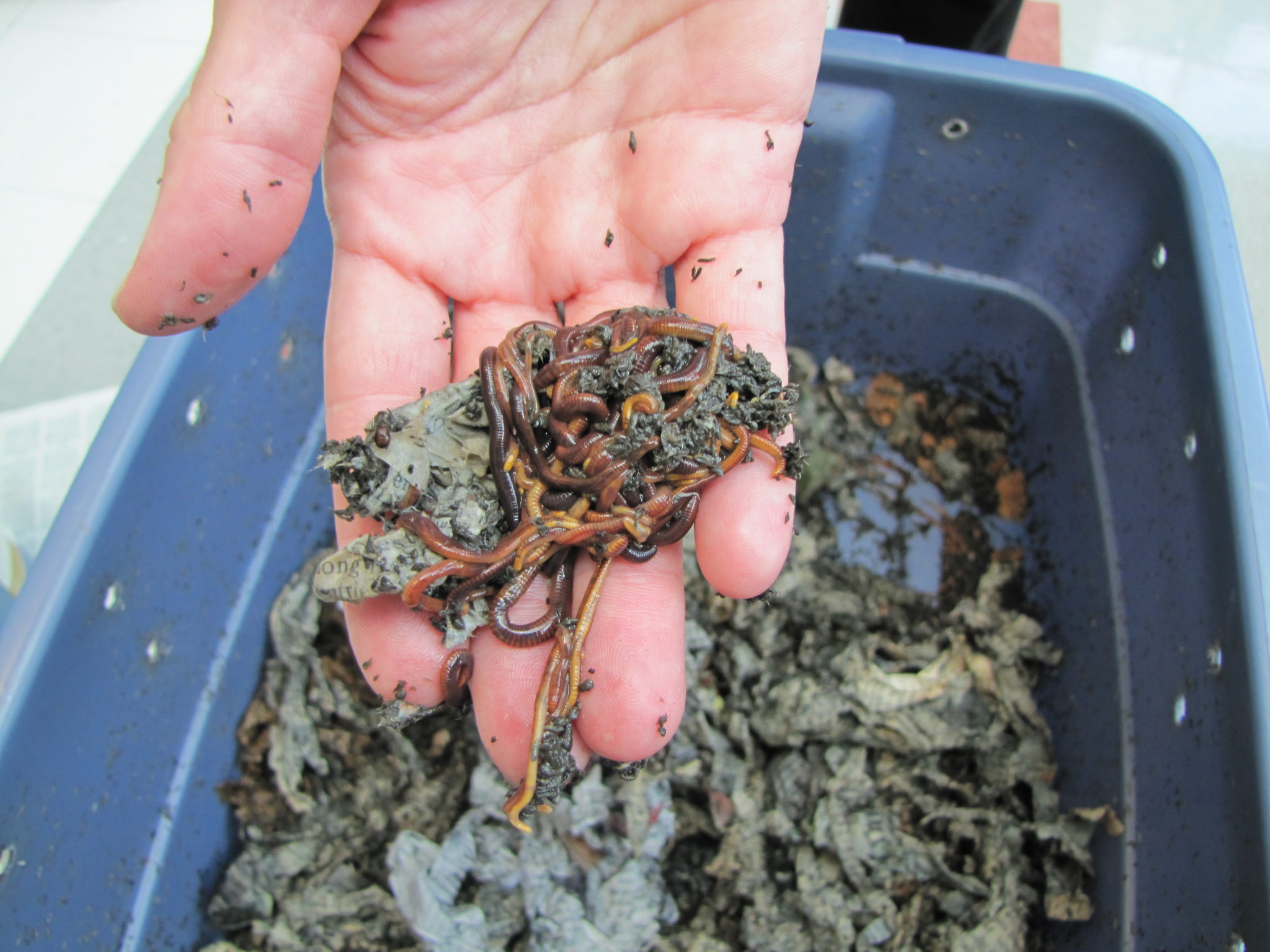 What you need to know about vermicompost