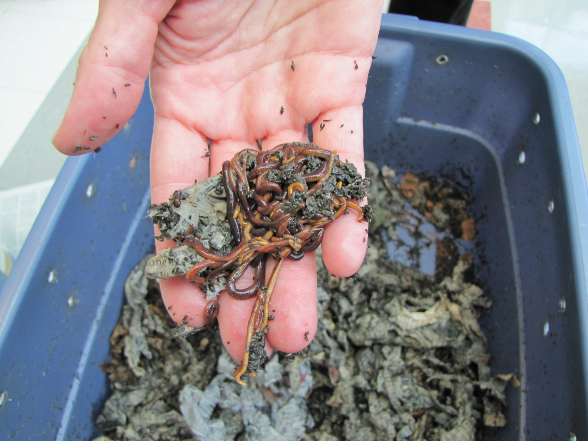 Worm Factory Worm Composting Bin - The Squirm Firm