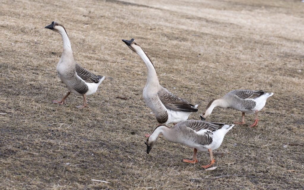 Chinese Goose - The Livestock Conservancy