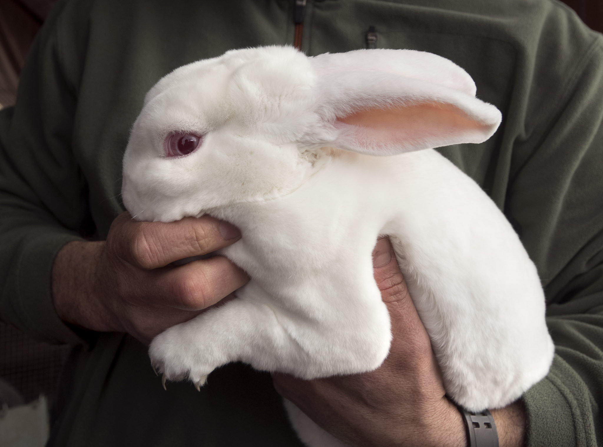 Rabbits: Small-Scale Rabbit Keeping