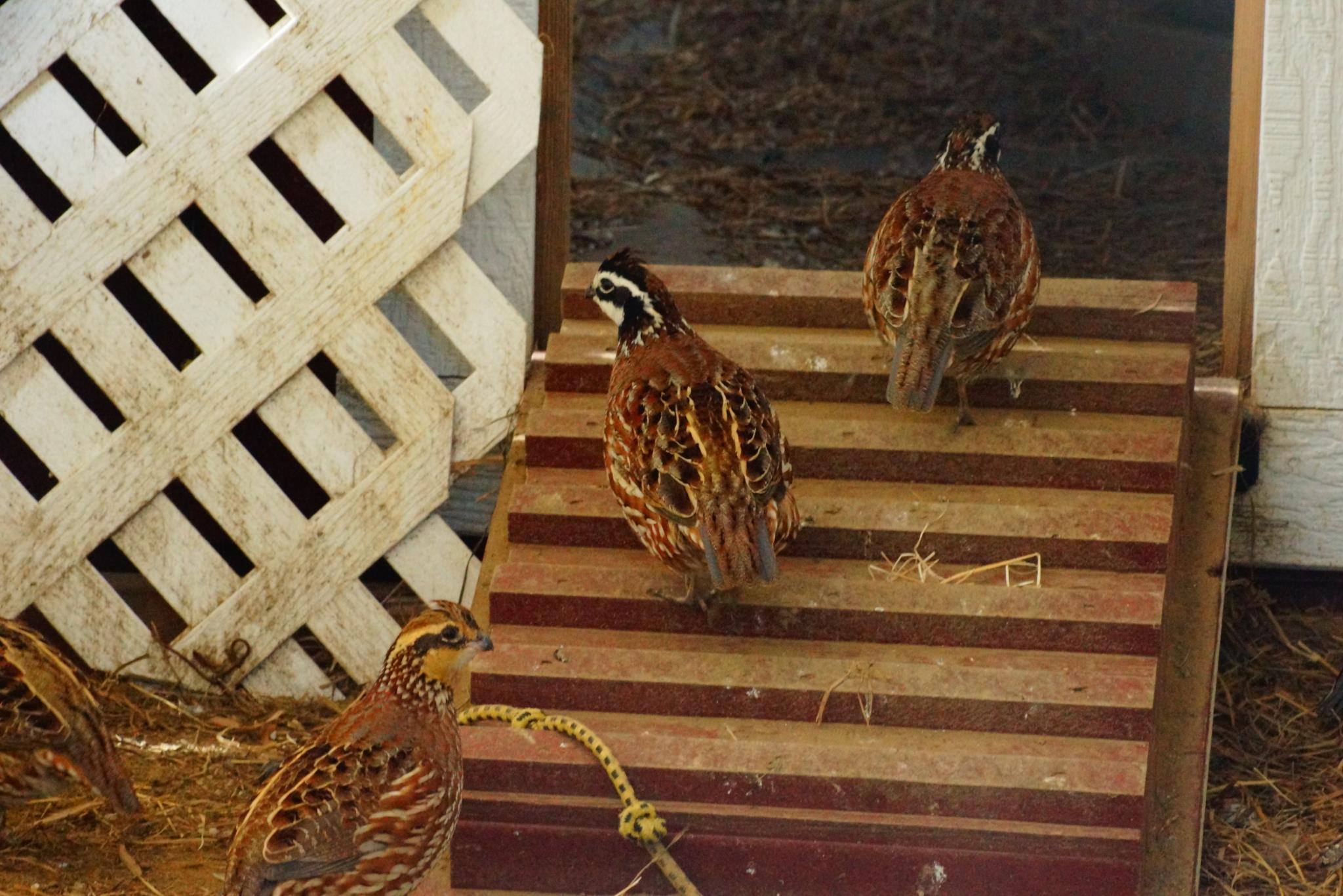 bobwhite quail flying