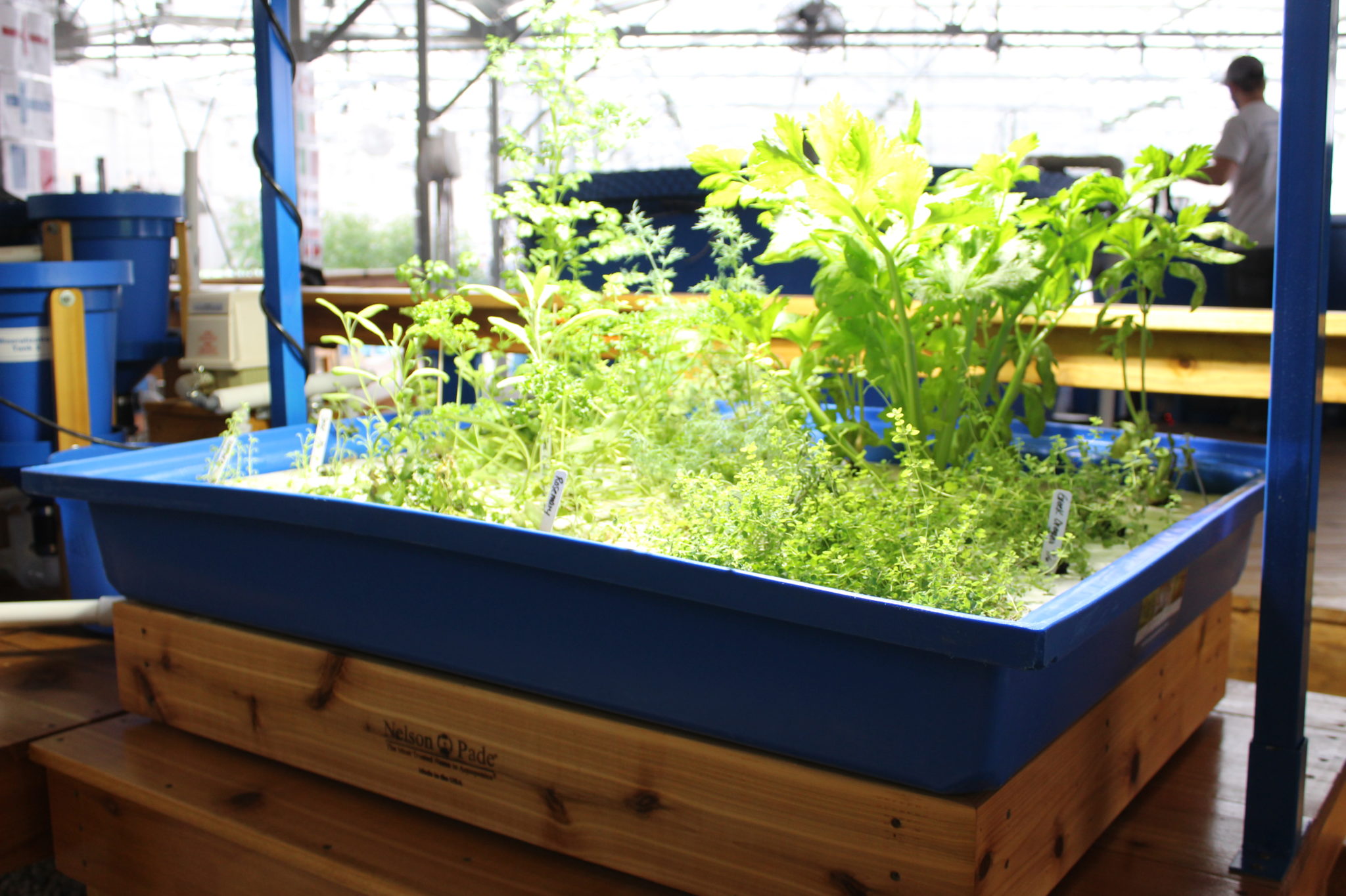 Introduction to aquaponic gardening