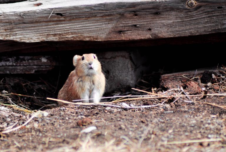 How to keep mice away from your car and other vehicles | Hello Homestead