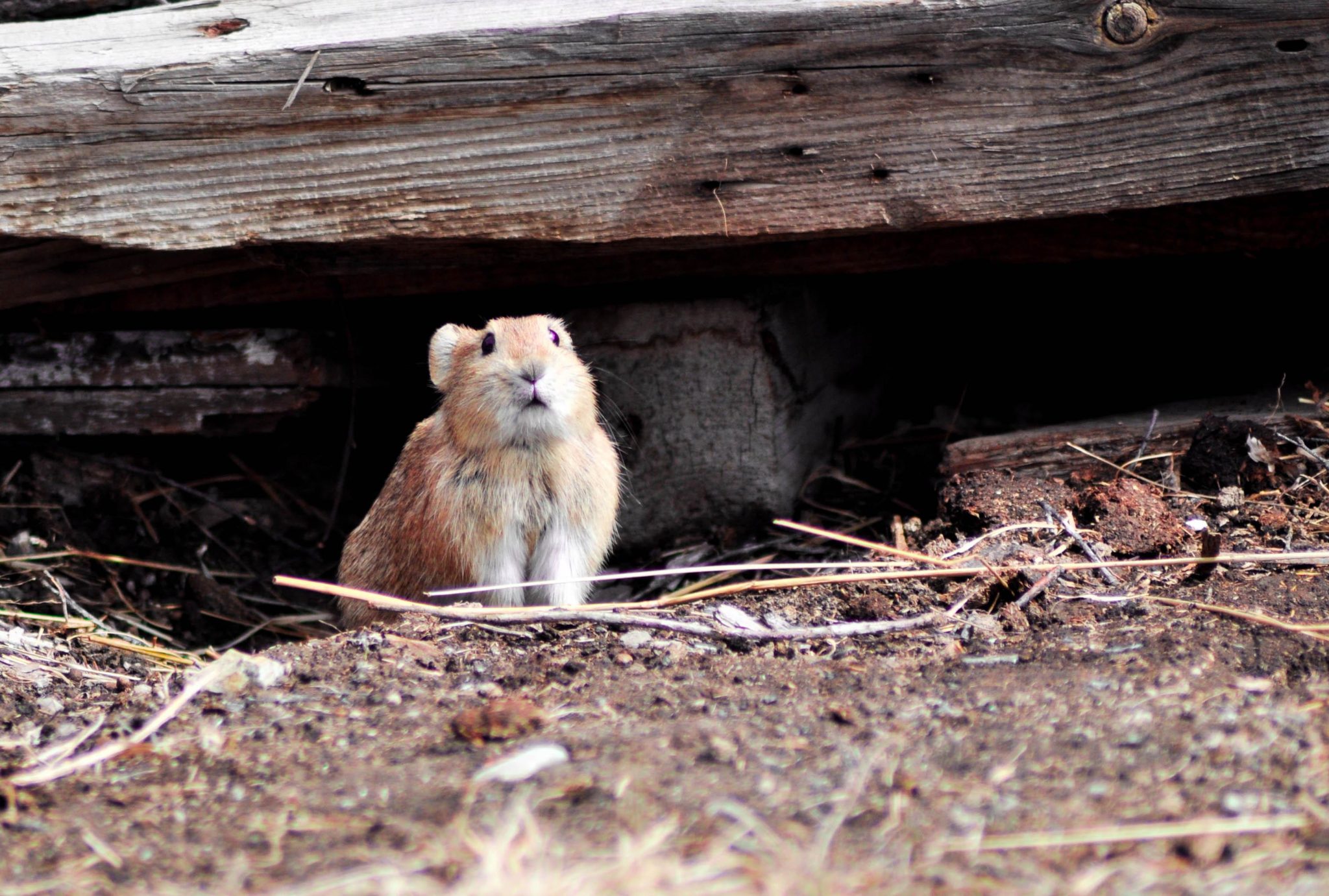 How to keep mice away from your car and other vehicles