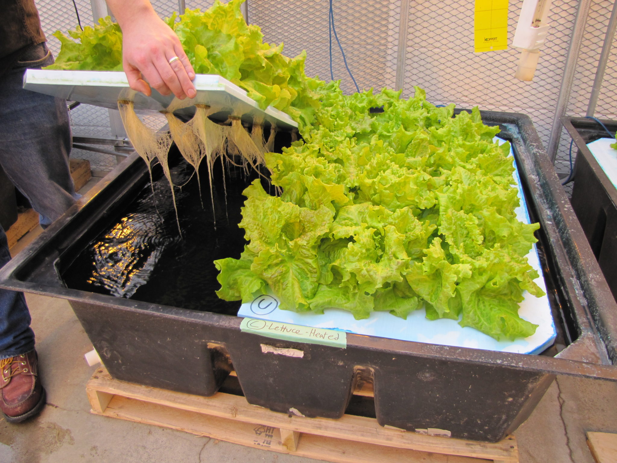 hydroponic lettuce seedling