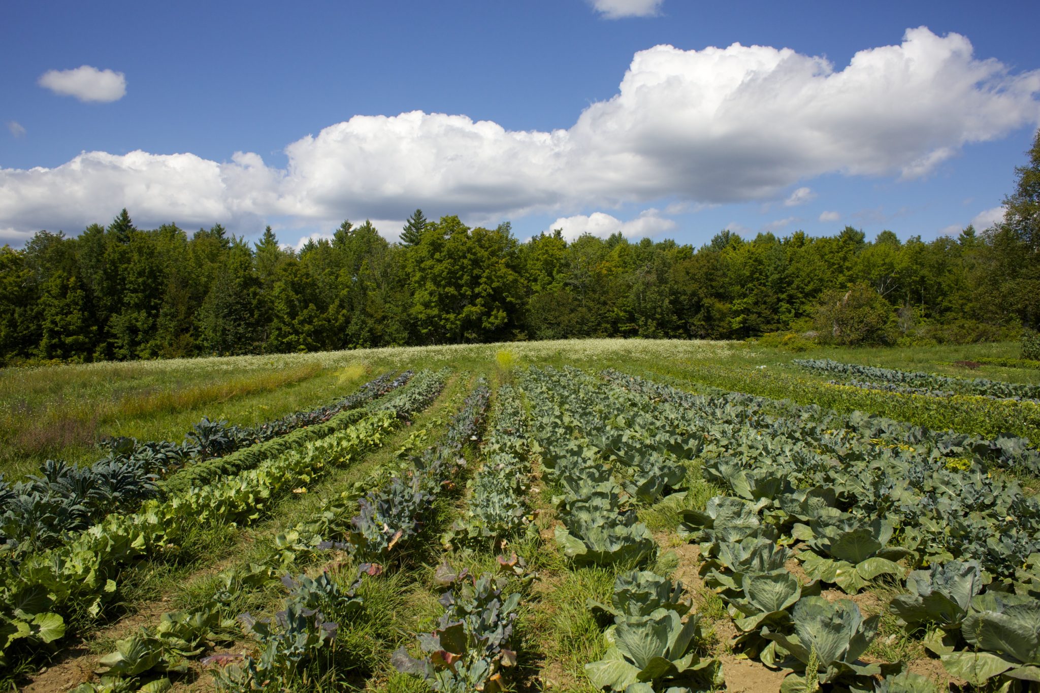 Best crops for first-time growers