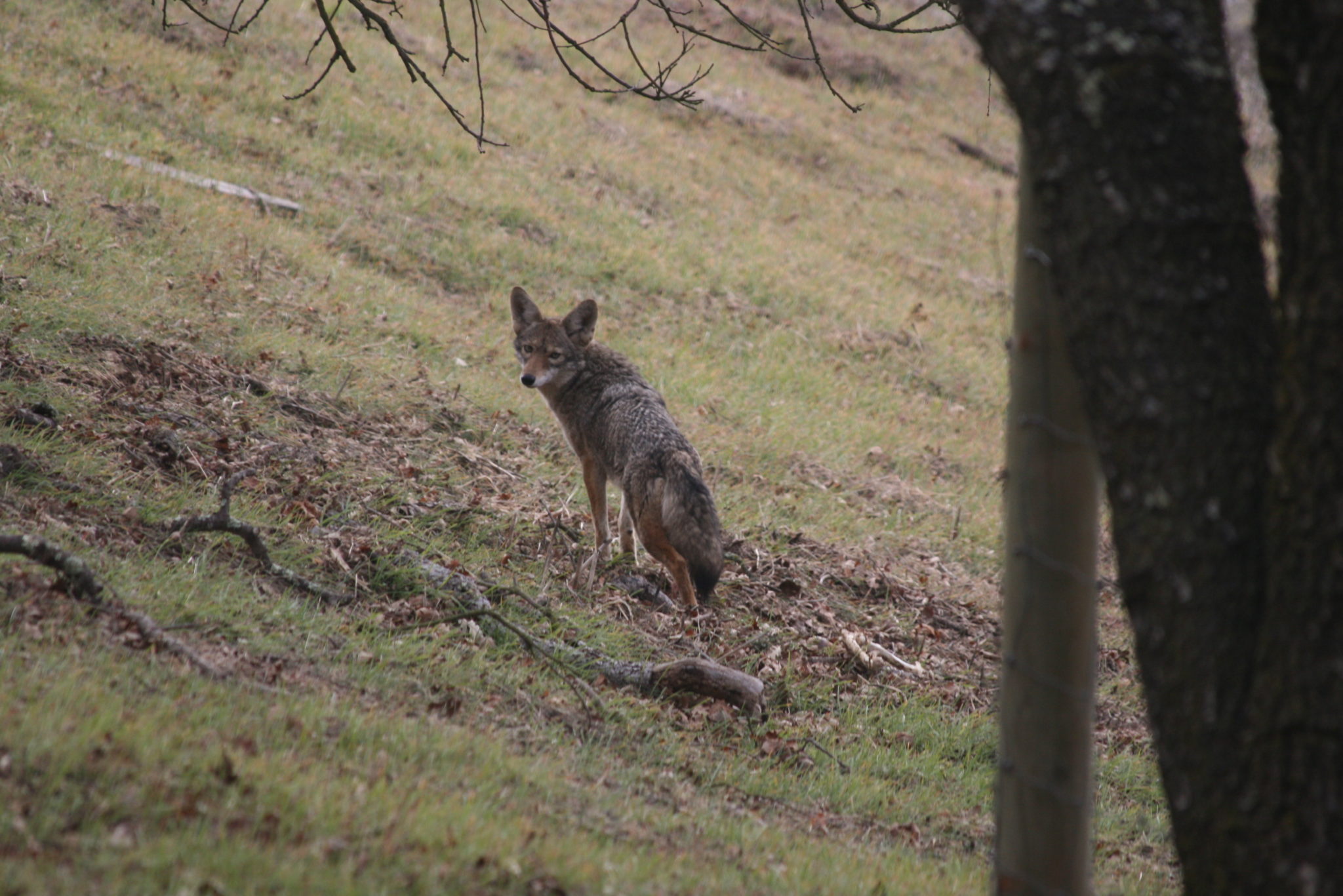 how do i keep my dog safe from a coyote