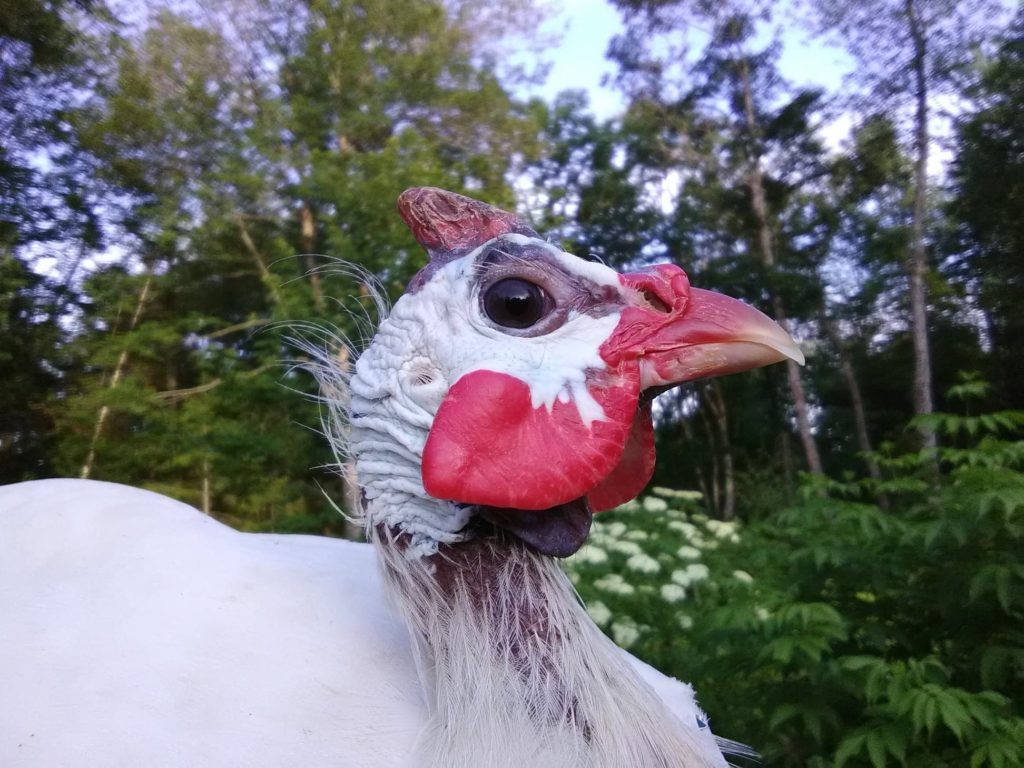 Guinea Fowl Might Be A Good Addition To Your Homestead Hello Homestead