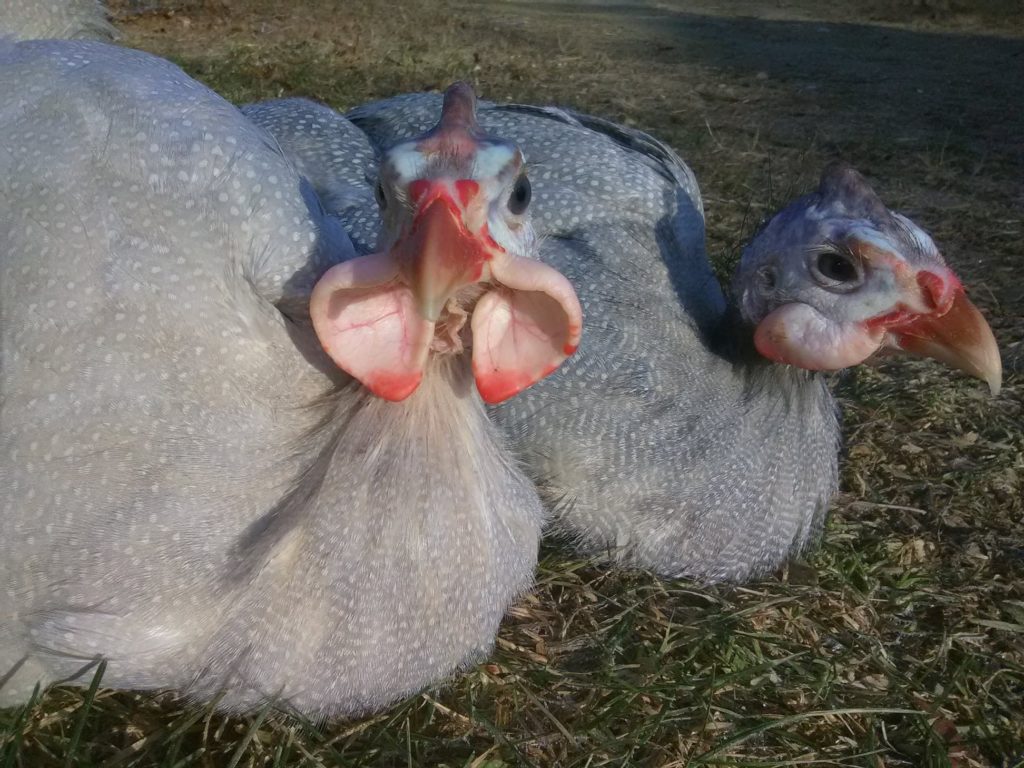 Inpangela: Guinea Fowl are Strong Magic for Your Homestead