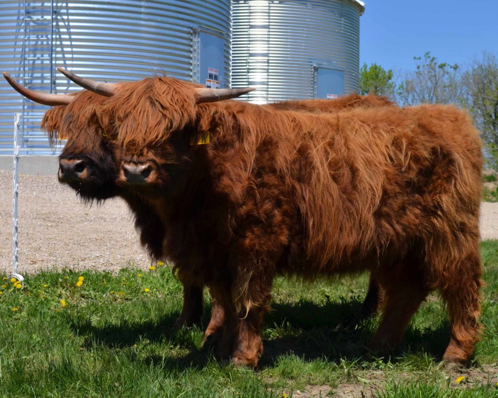 Highland cattle on the rise as an easy breed to handle - Agweek