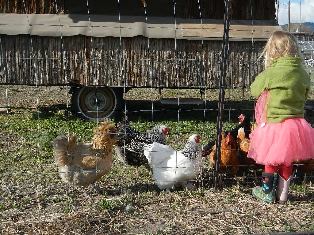 Choosing the right projects, chores for homesteading kids