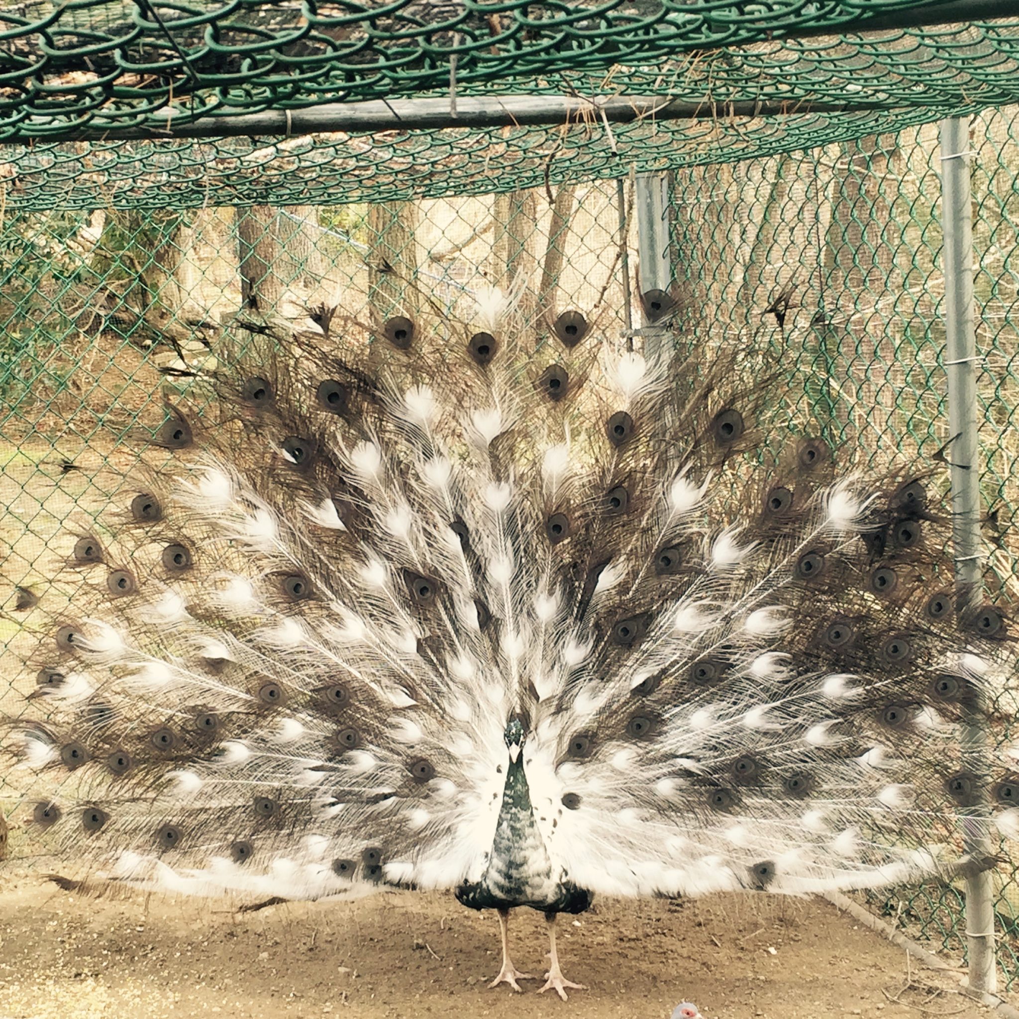 Turkey Craft type Feathers 4 Primary Wing Peacock Natural Shed