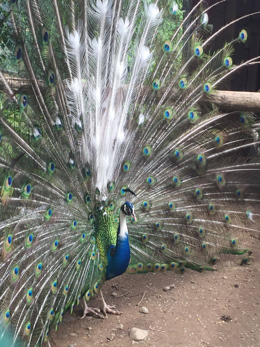 Should you add peacocks to your homestead? Hello Homestead