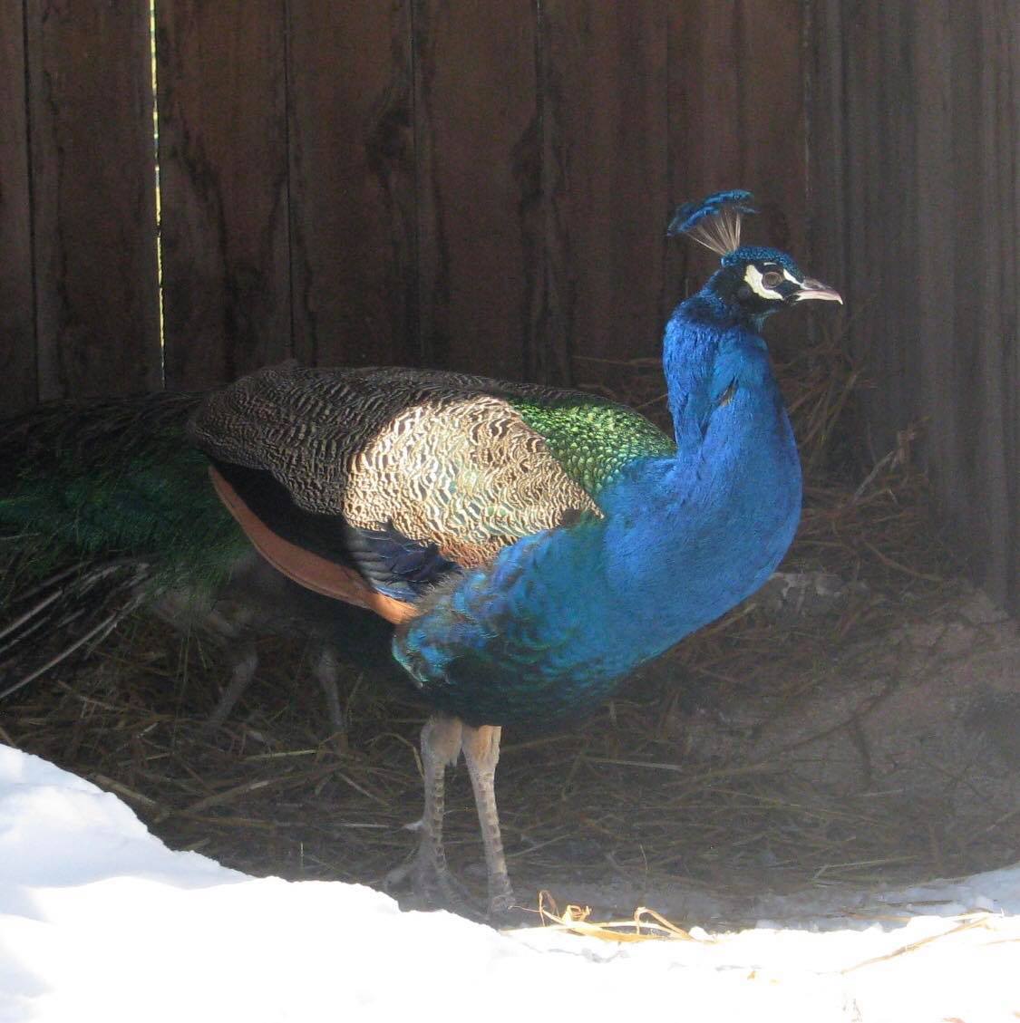Can peacocks live in the cold