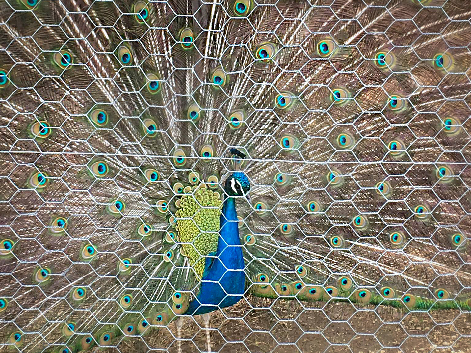 Where Do Peacocks Live Naturally