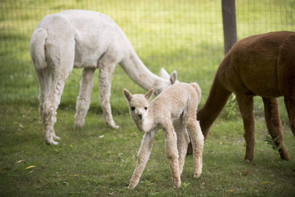 What llamas and alpacas can do for your homestead | Hello Homestead