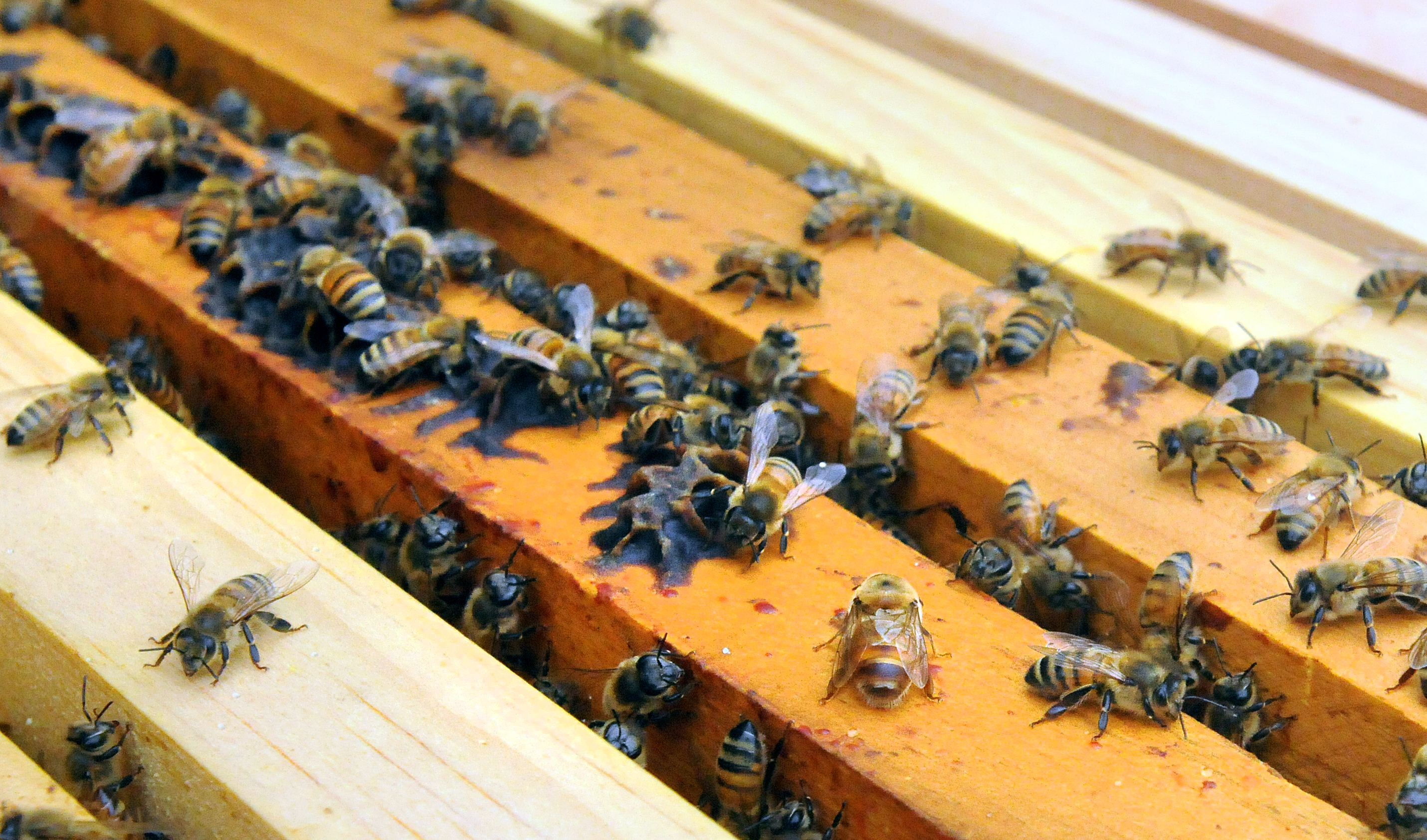 Live Honey Bees For Sale  Mann Lake Bee & Ag Supply