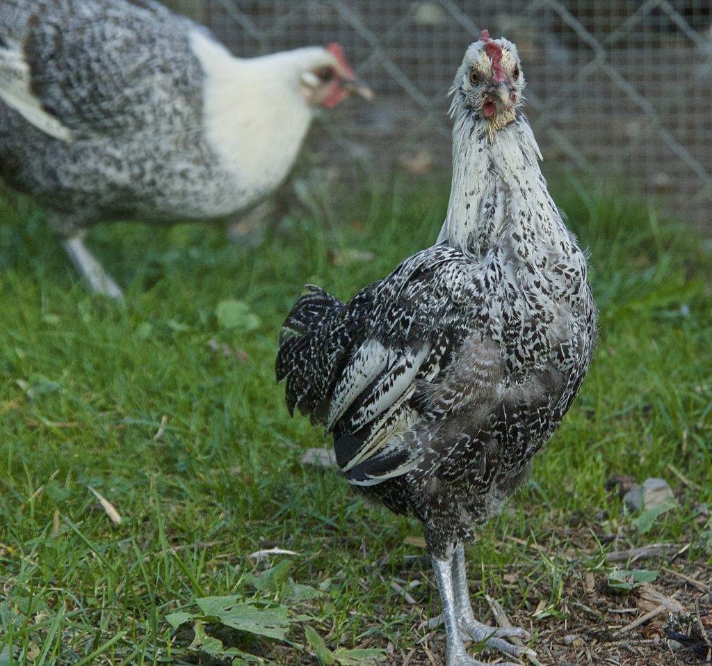 Are chickens right for you? This chicken rental service will help you find out