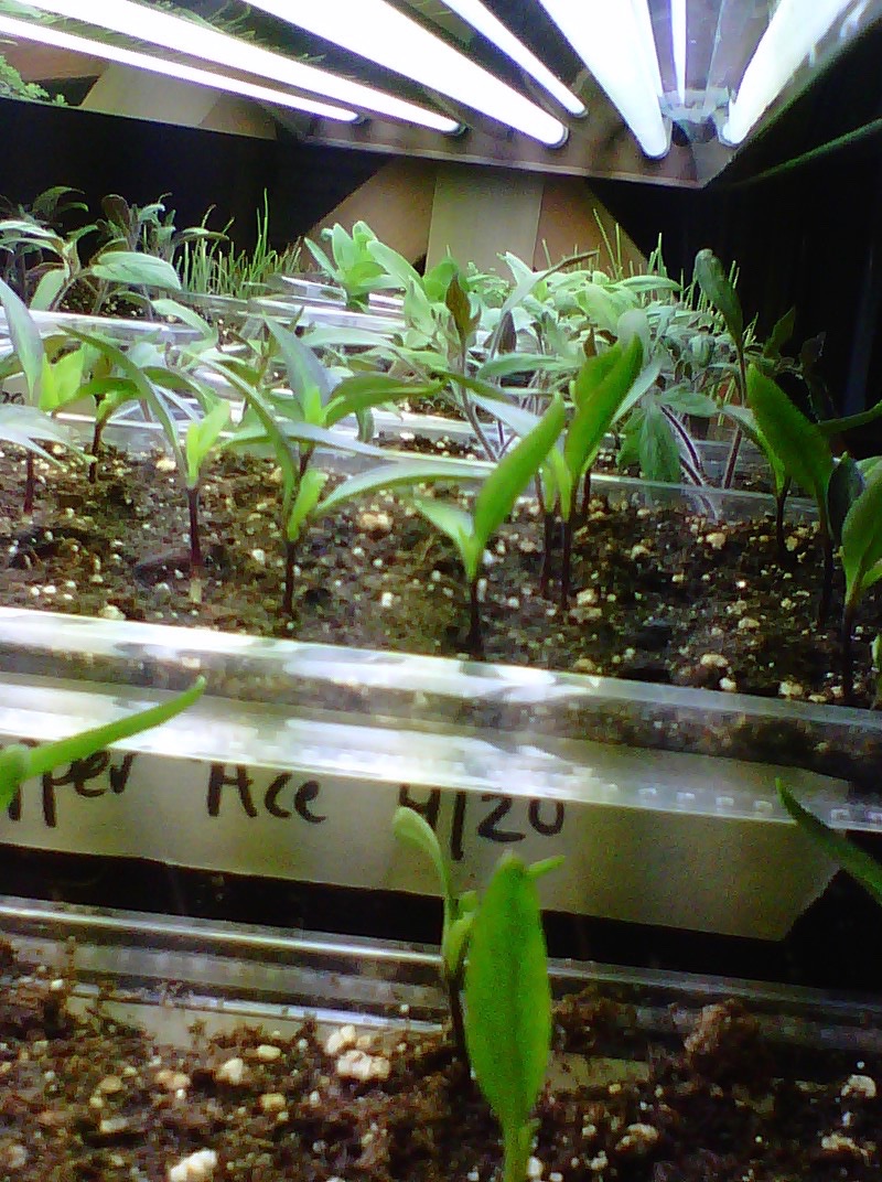 A guide to starting seeds indoors Hello Homestead