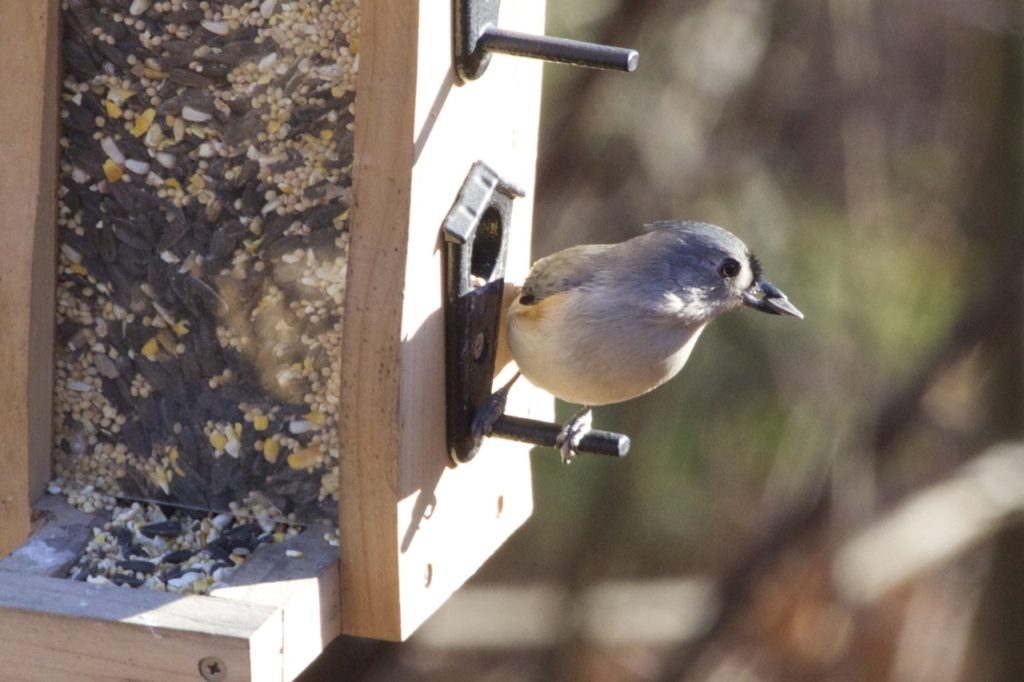 These Tips For Feeding Wild Birds May Surprise You Hello Homestead