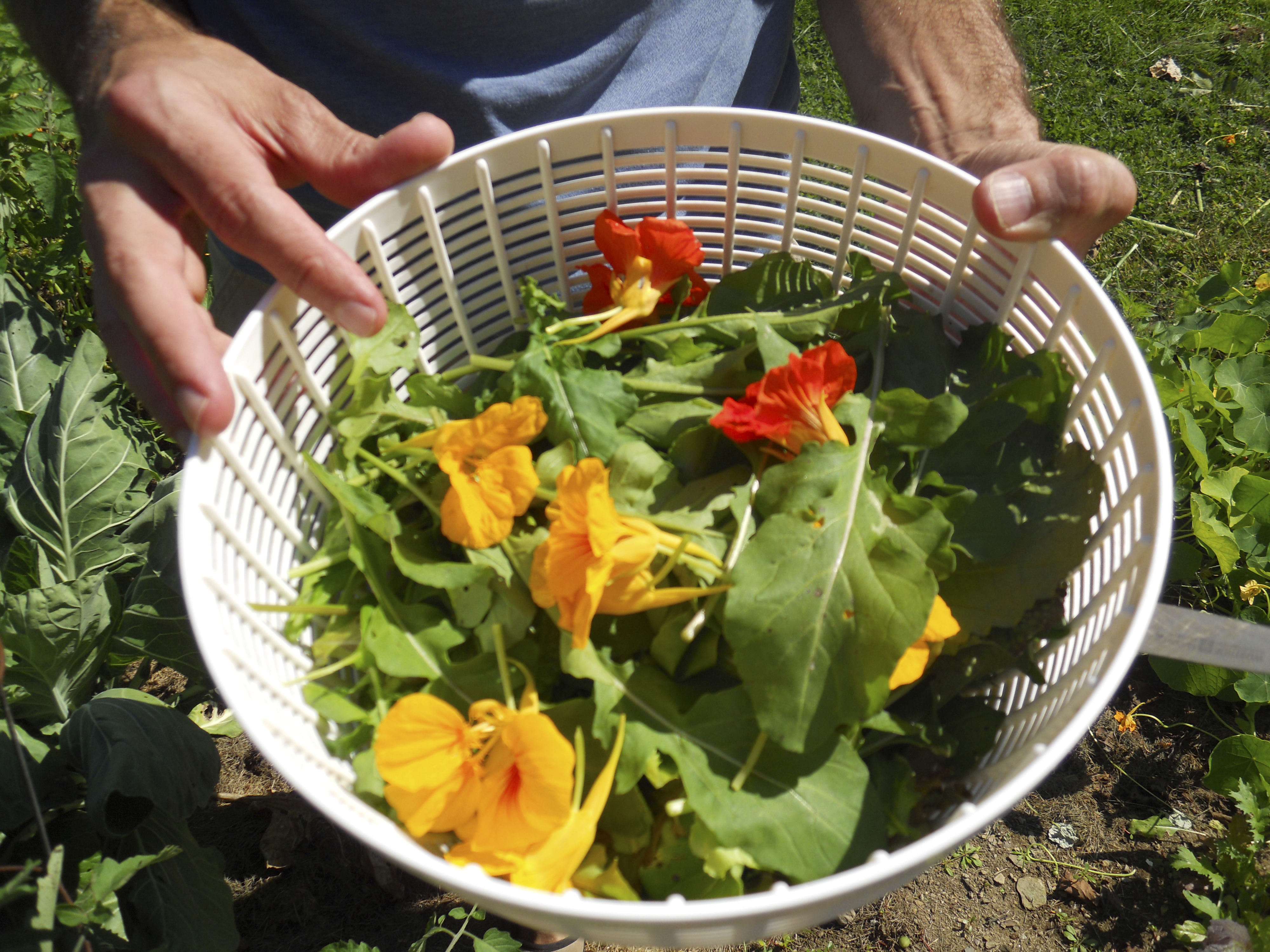 Growing Edible Flowers - Bootstrap Farmer