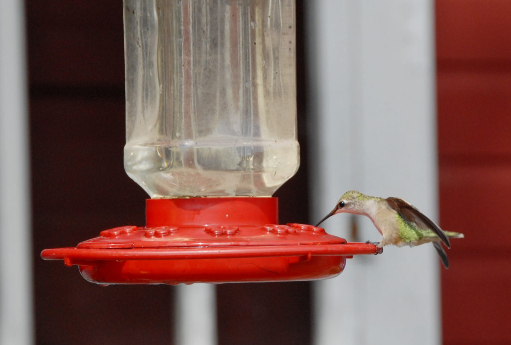 natural hummingbird feeder food